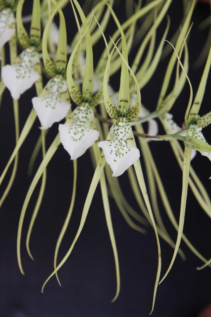 Brassia verrucosa - photo 2