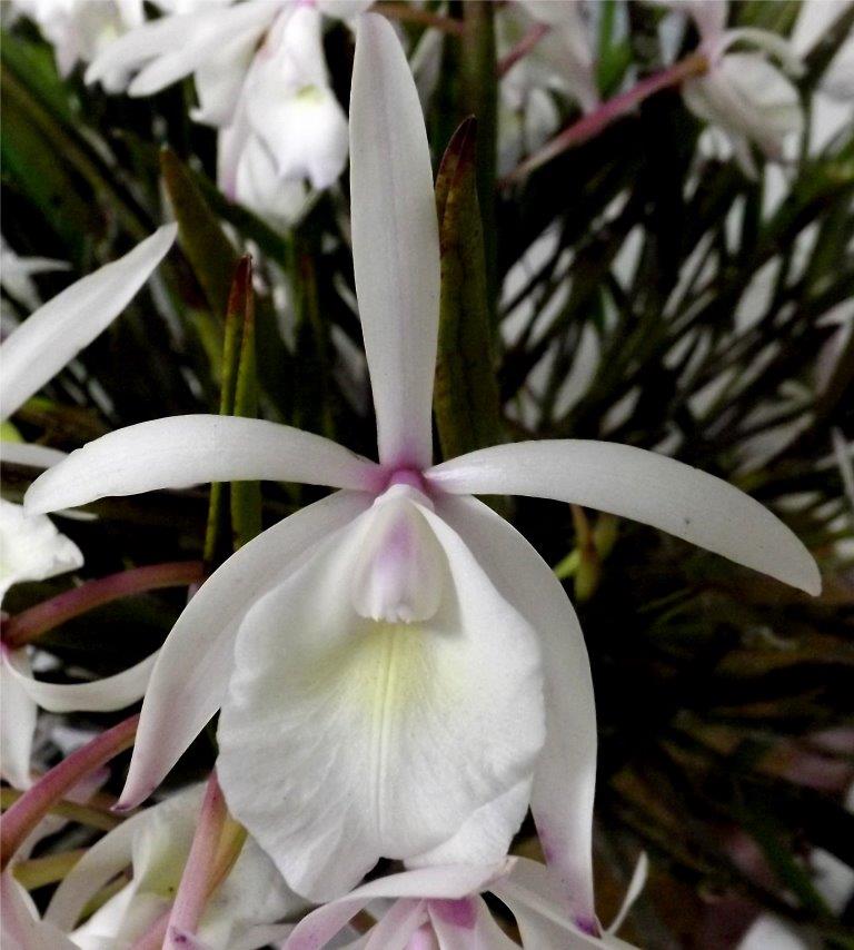 Brassocattleya Lindleyana - photo 2