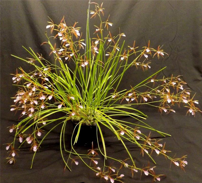 Encyclia bractescens - ACC/AOC