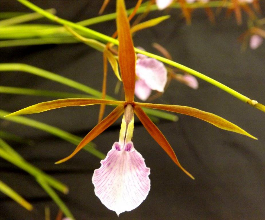Encyclia bractescens - photo 2