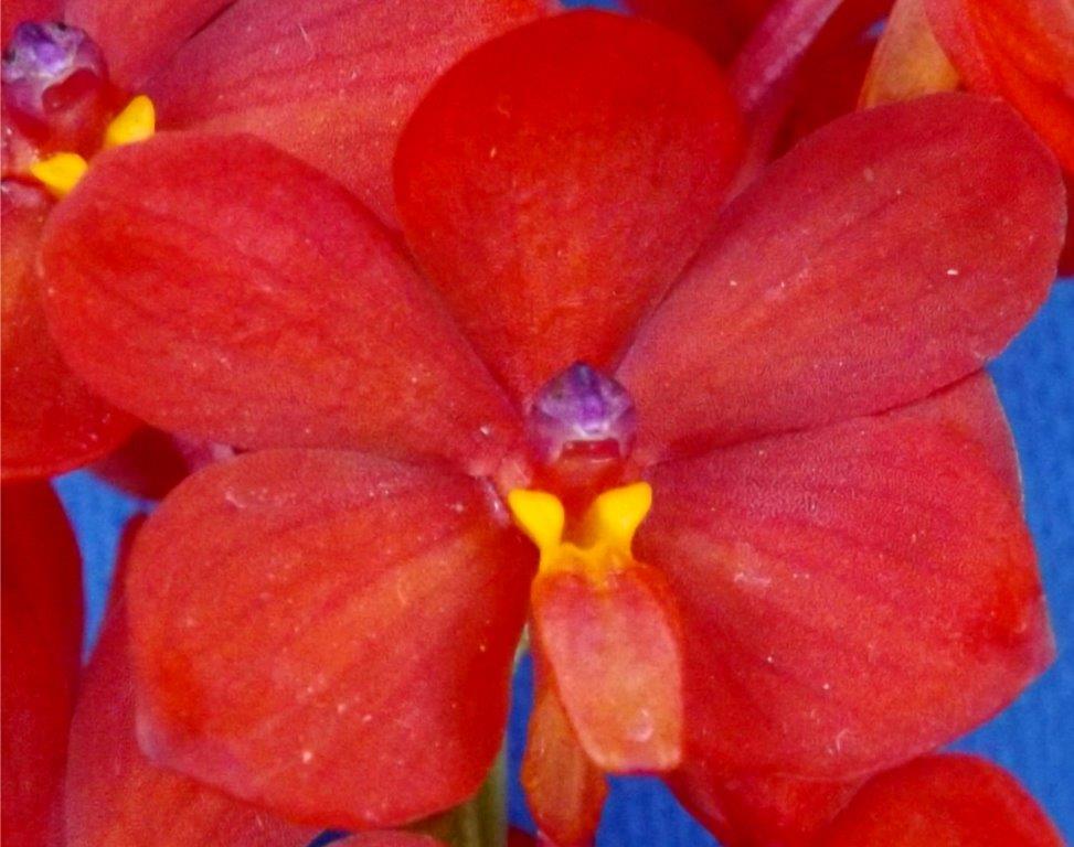 Vanda curvifolia - photo 2