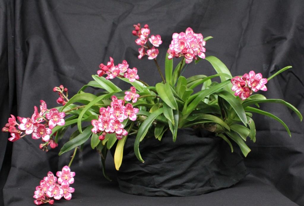 Sarcochilus Cenedra - photo 2