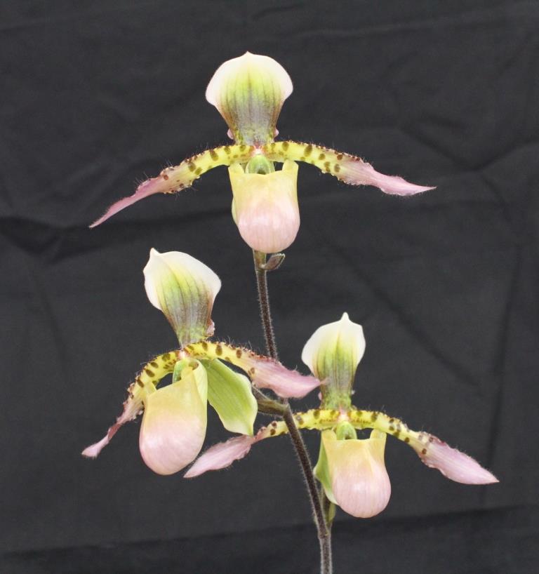 Paph Quirola