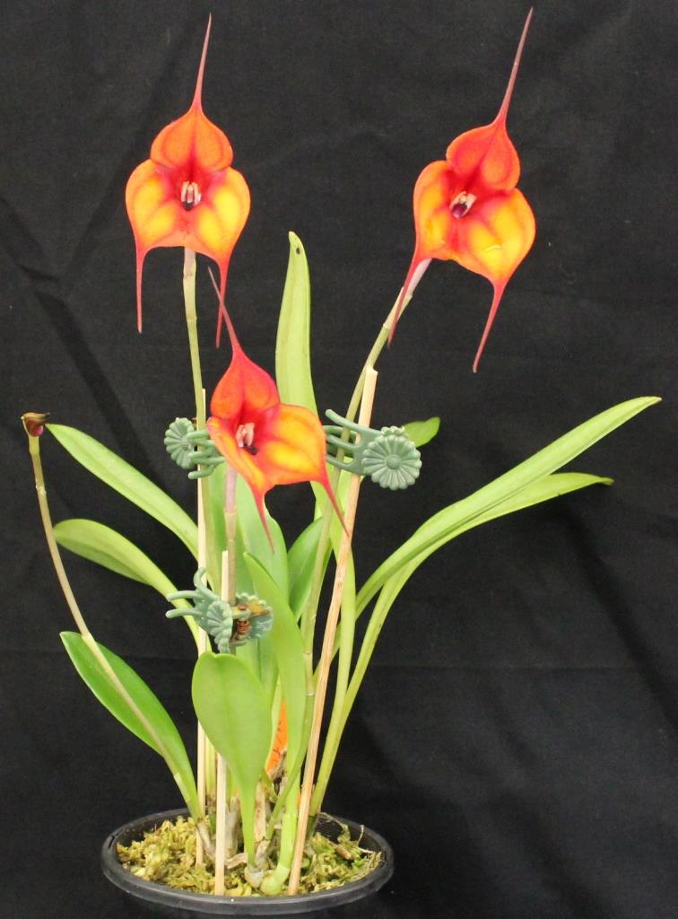 Masdevallia Copper Fire - photo 2