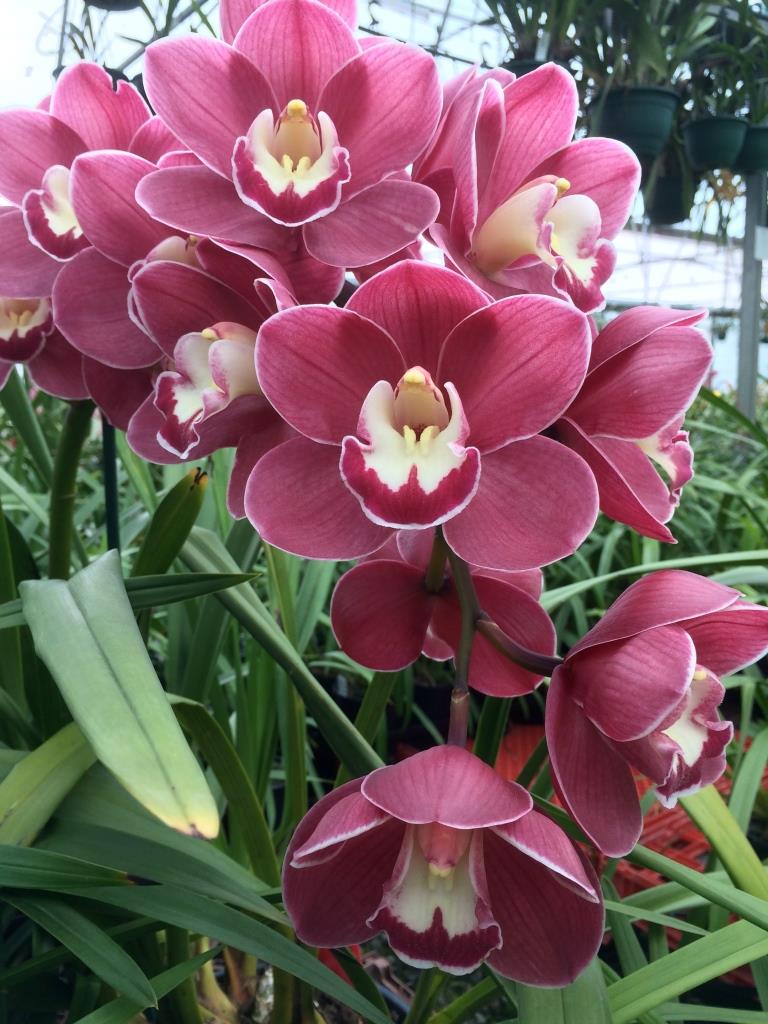 Cymbidium Radiant Vulcan - photo 2