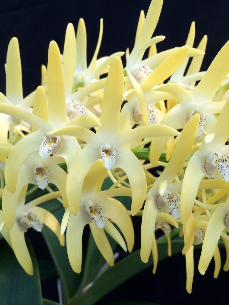 Dendrobium speciosum var. boreale - AM/AOC