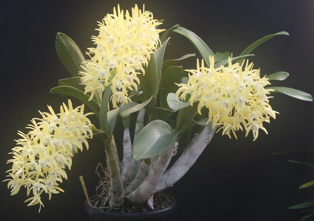 Dendrobium speciosum var. boreale - photo 2