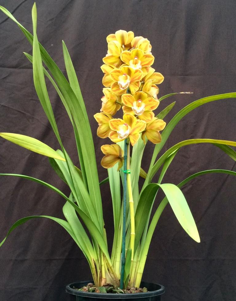Cymbidium Drouin Masterpiece - photo 2