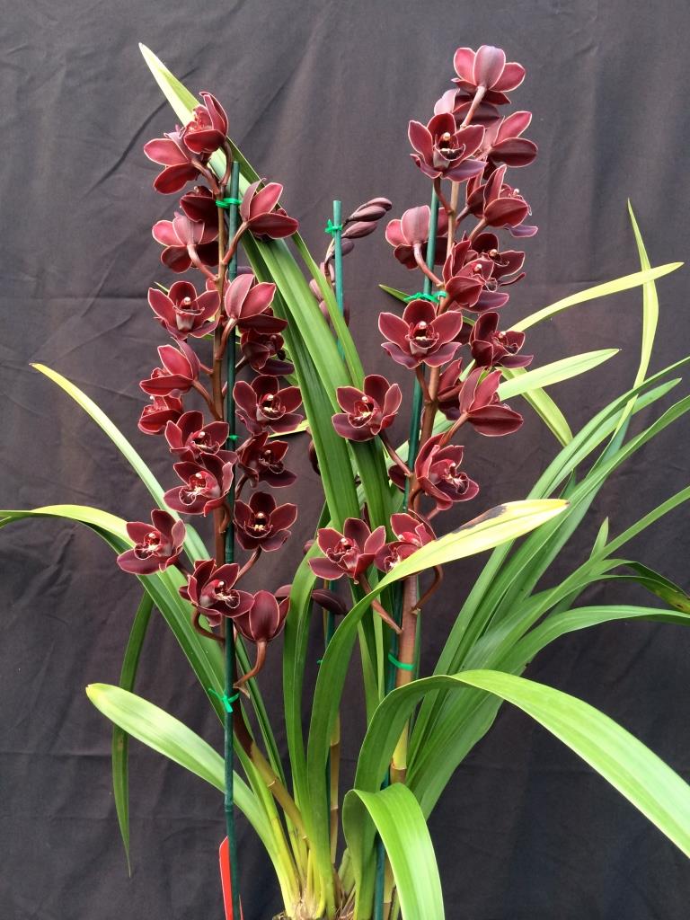 Cymbidium Waringah Winter - photo 2