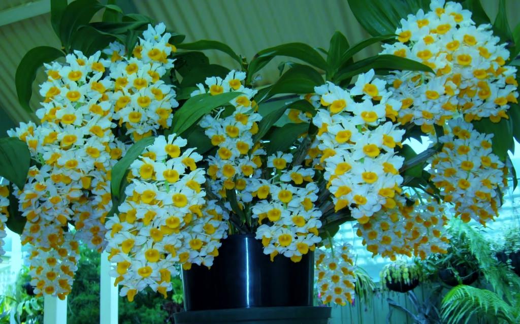 Dendrobium thyrsiflorum