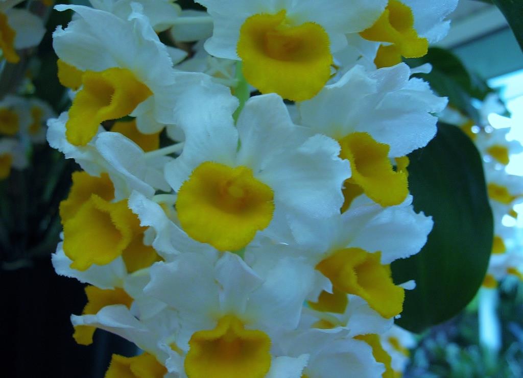 Dendrobium thyrsiflorum var. thyrsiflorum - photo 2