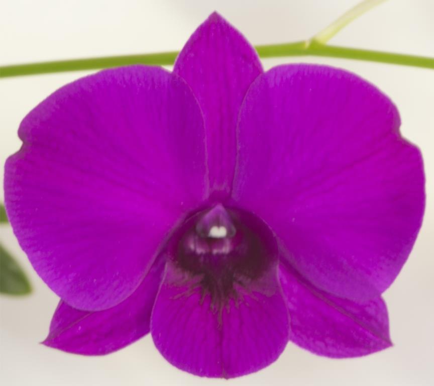 Dendrobium Yvonne - AM/AOC