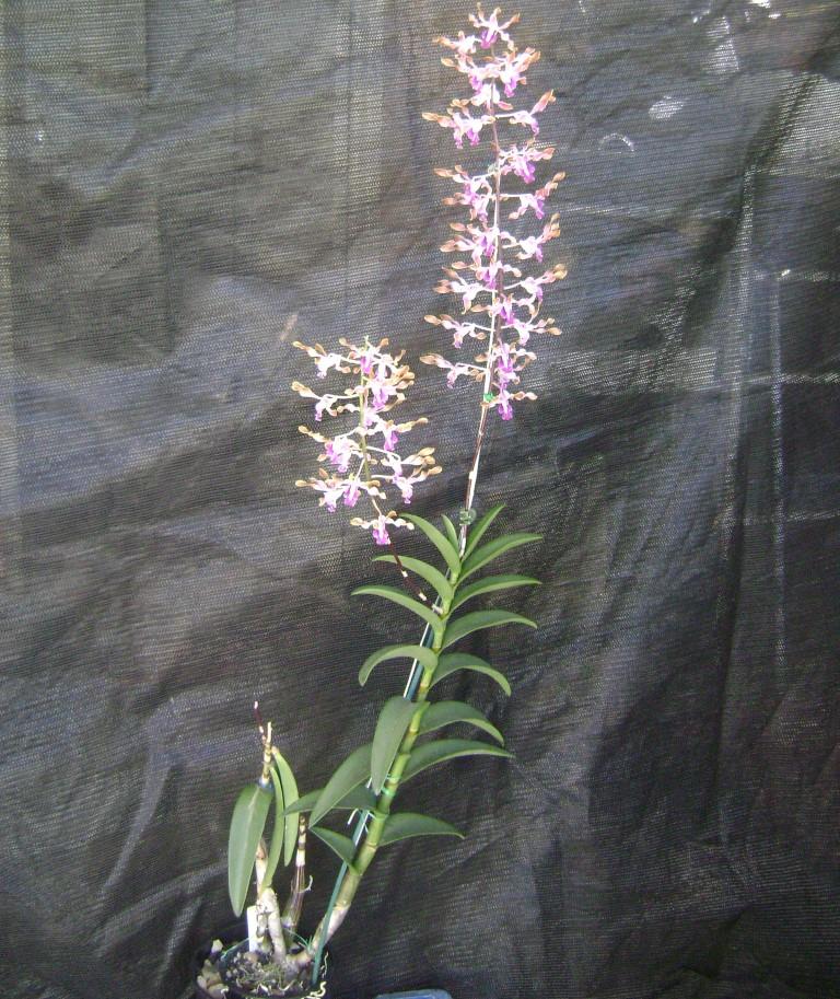 Dendrobium Fraser's Memoria Barry Hosking - photo 2