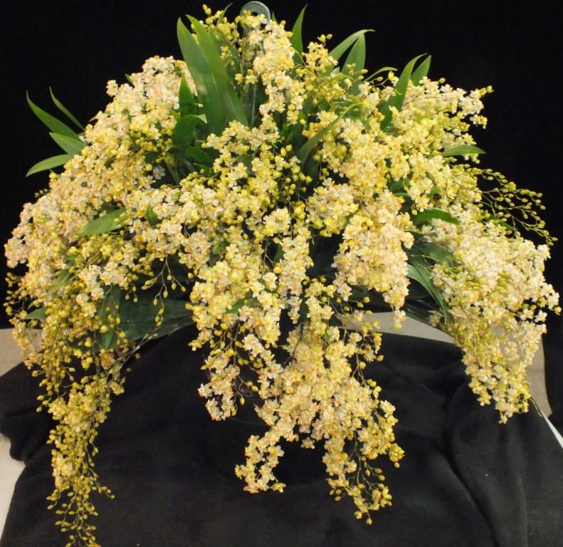 Onc Twinkle 'Fragrant Fantasy