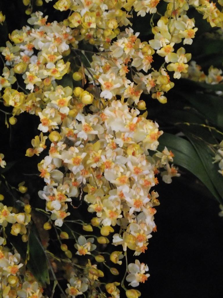 Oncidium Twinkle 'Fragrant Fantasy - photo 2