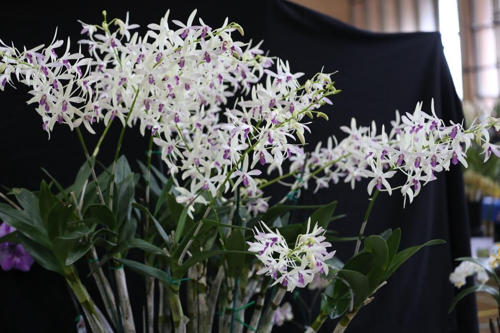 Dendrobium Warringah - photo 2
