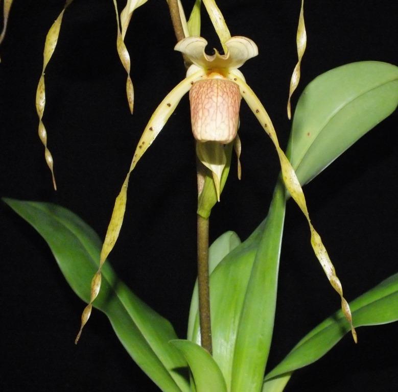 Paphiopedilum platyphyllum
