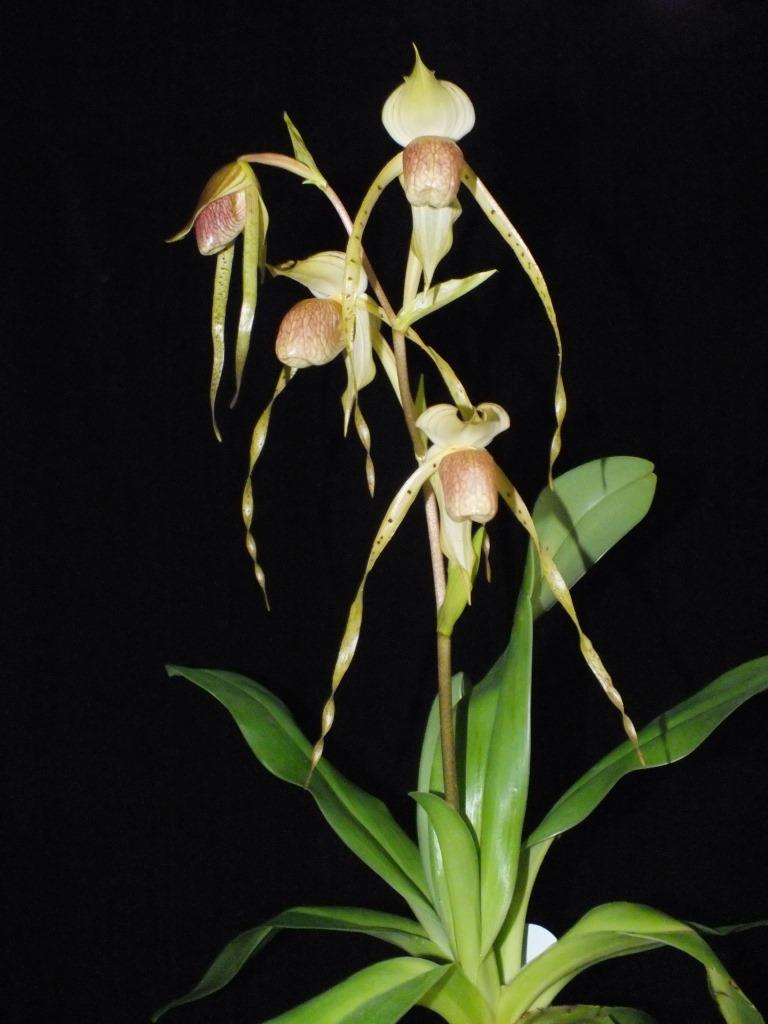 Paphiopedilum platyphyllum - photo 2
