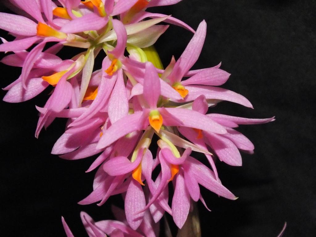 Dendrobium bracteosum