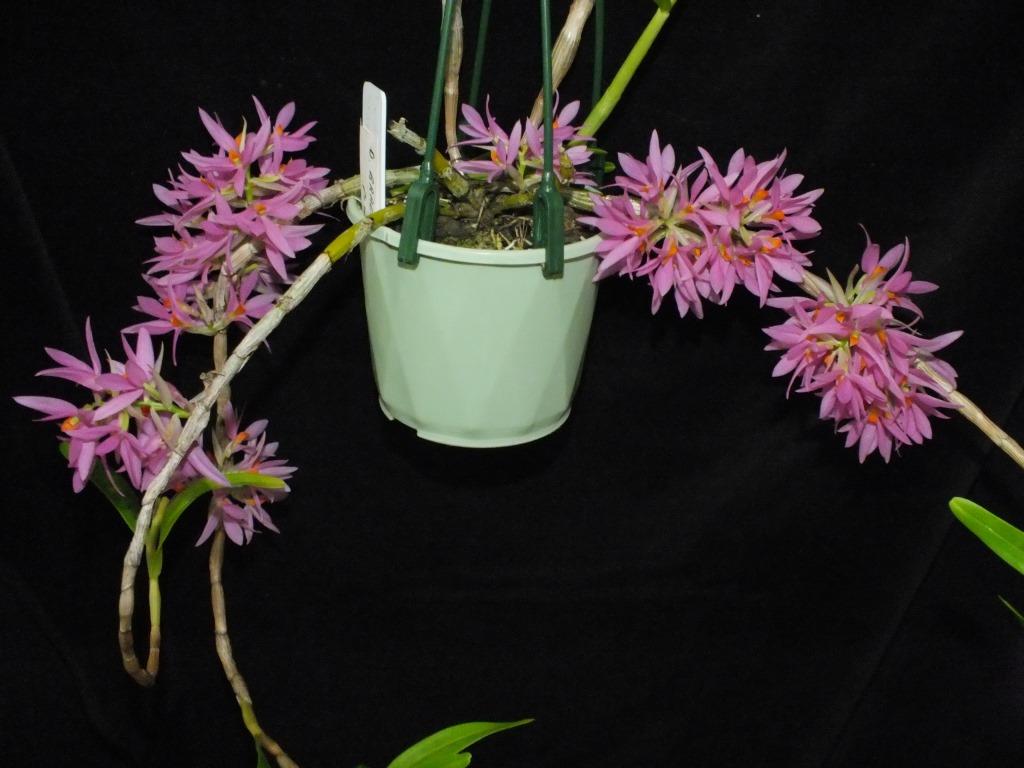 Dendrobium bracteosum - photo 2