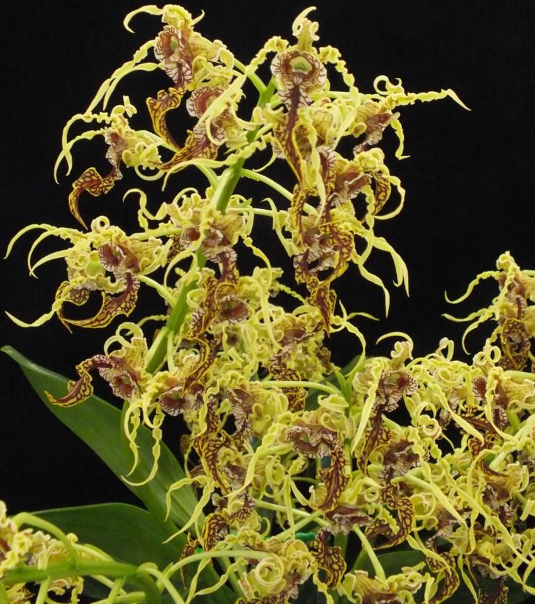 Dendrobium spectabile