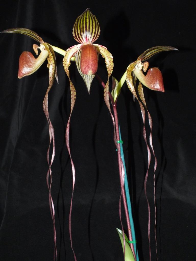 Paphiopedilum Prince Edward of York - AM/AOC