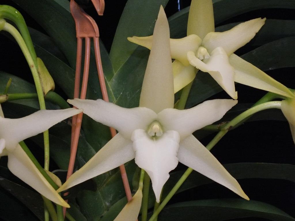 Angraecum sesquipedale var. sesquipedale - AM/AOC