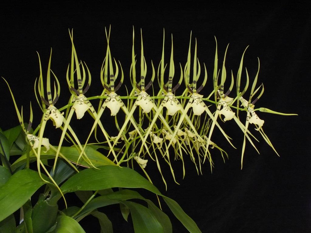 Brassia Rex - photo 2