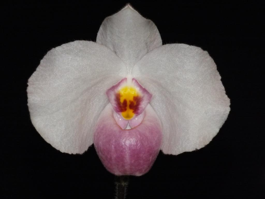Paphiopedilum delenatii - AM/AOC