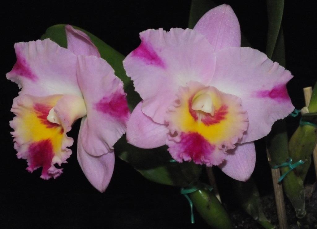 Rhyncholaeliocattleya Zoe's Delight - photo 2
