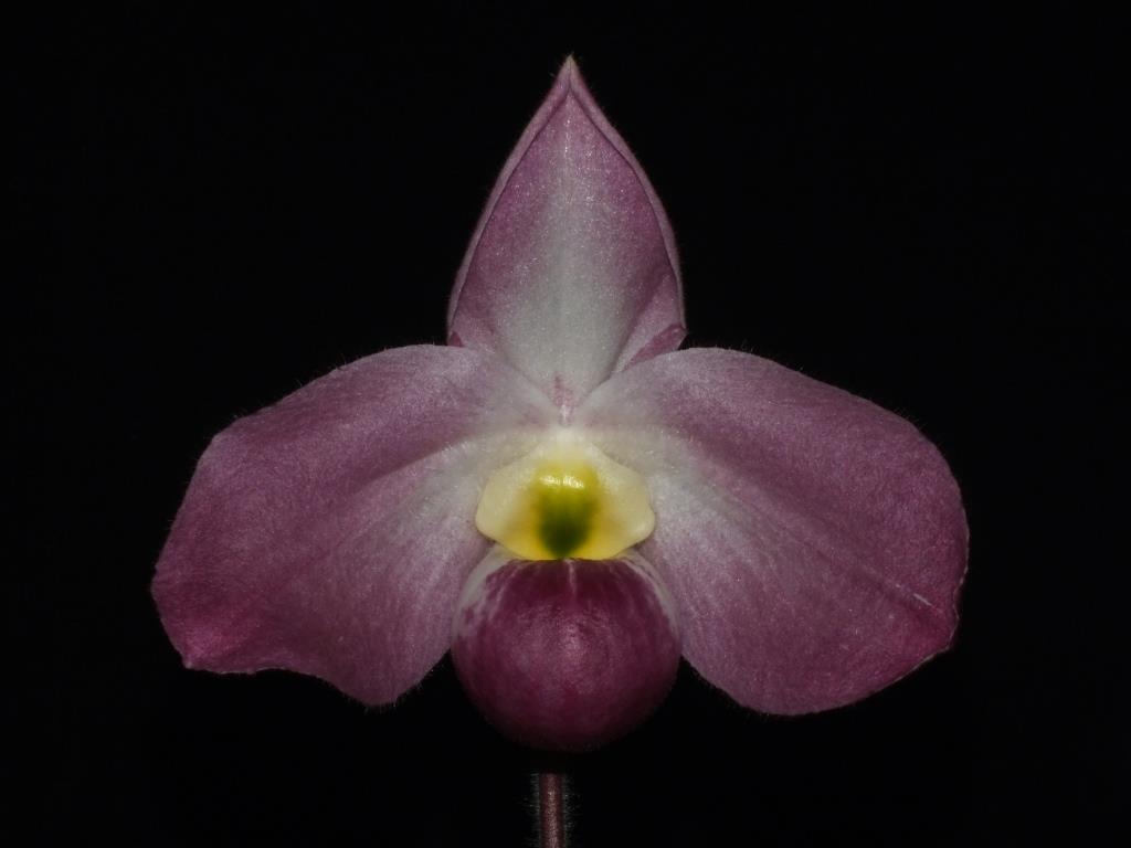 Paphiopedilum vietnamense - AM/AOC
