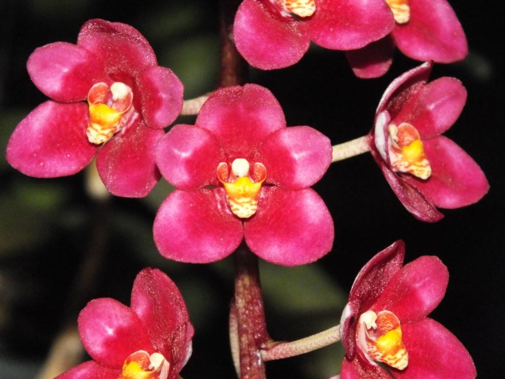 Sarcochilus Magic - AM/AOC