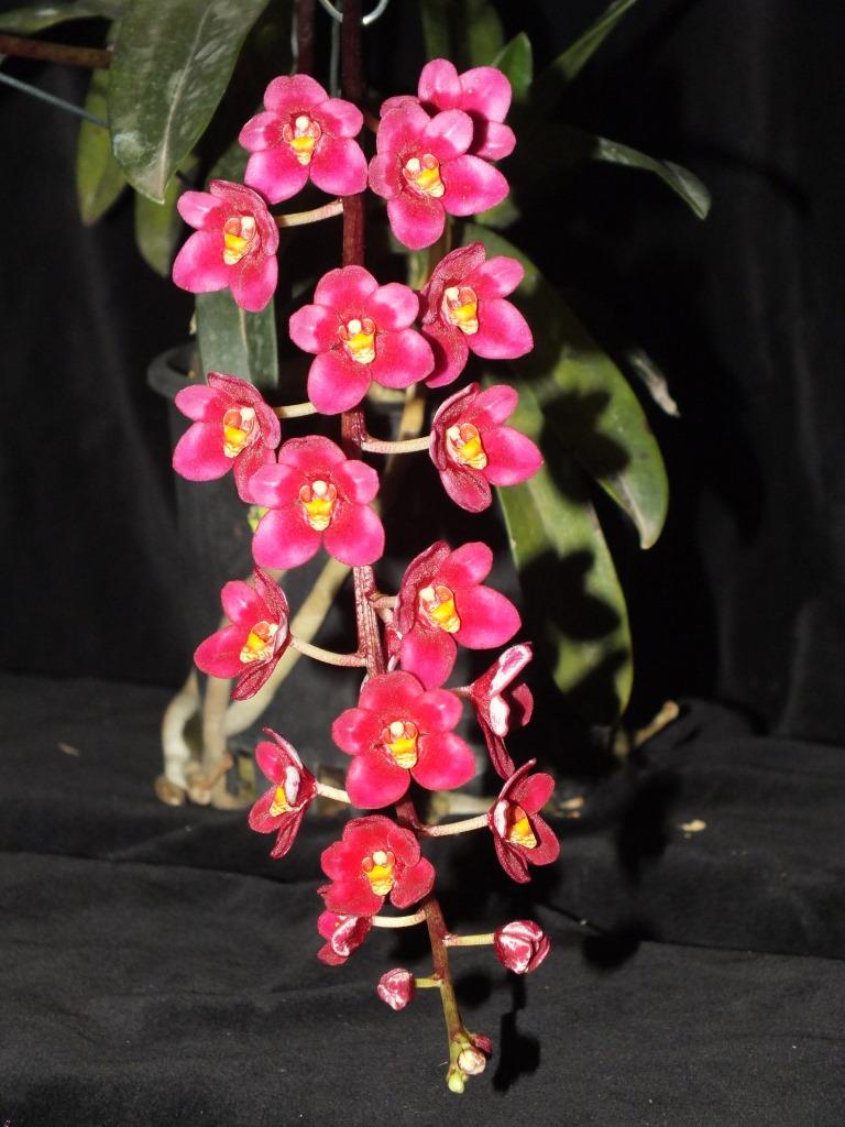 Sarcochilus Magic - photo 2