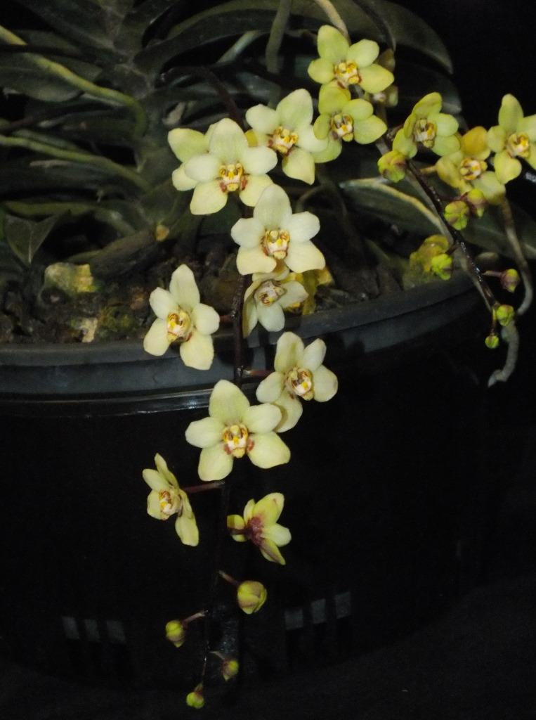 Sarcochilus Bonnie - photo 2