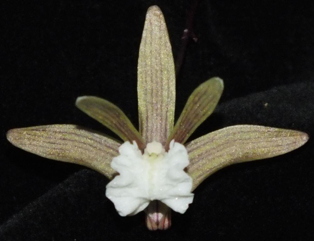 Dendrobium striolatum