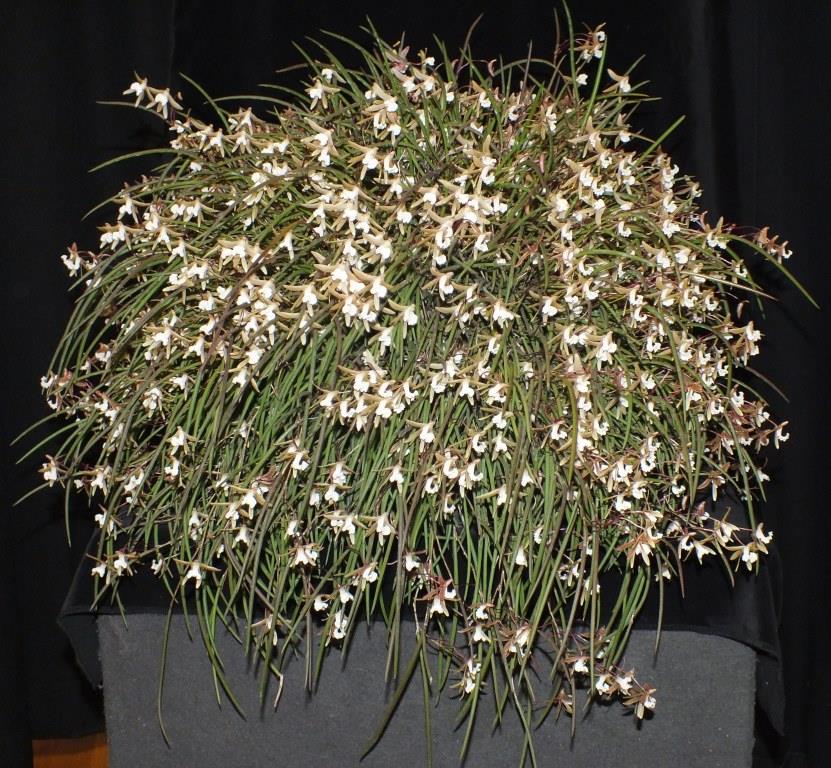 Dendrobium striolatum - photo 2