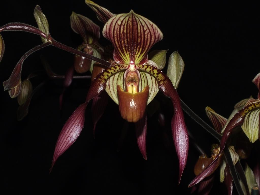 Paphiopedilum Berenice - AM/AOC