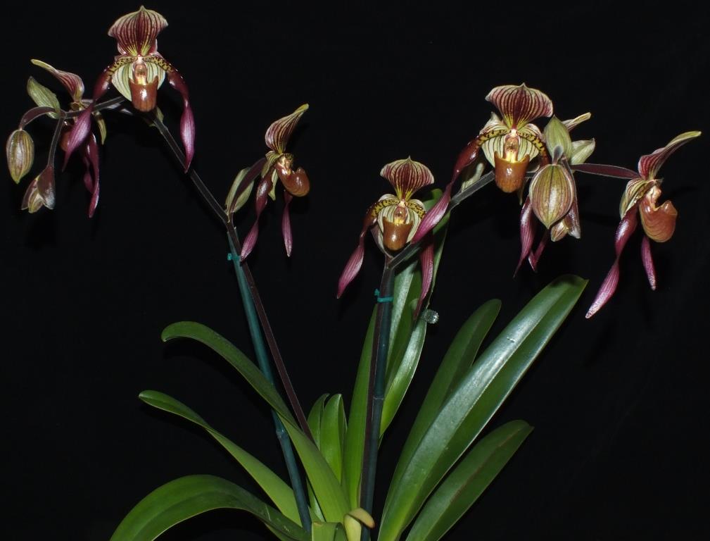 Paphiopedilum Berenice - photo 2