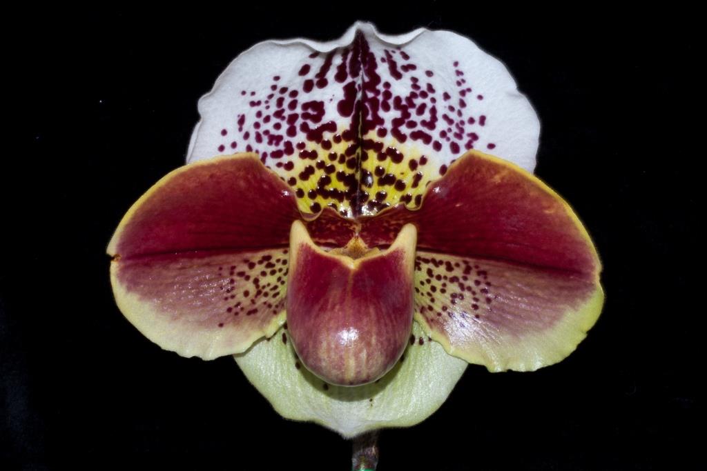 Paphiopedilum Wanganderry