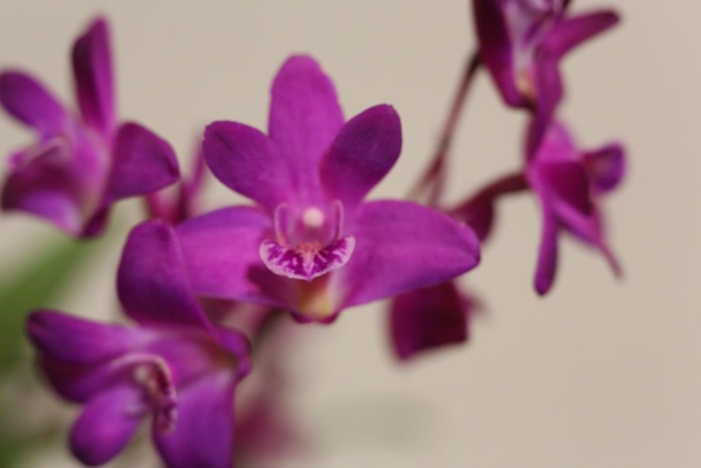 Dendrobium kingianum