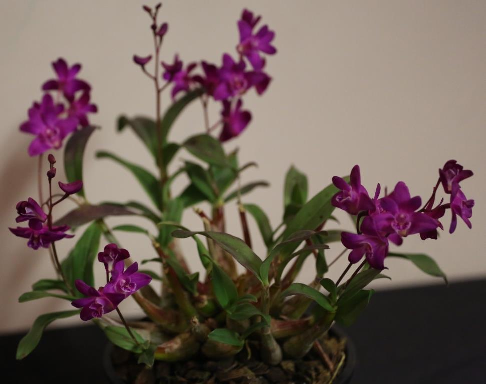 Dendrobium kingianum var. pulcherrimum - photo 2