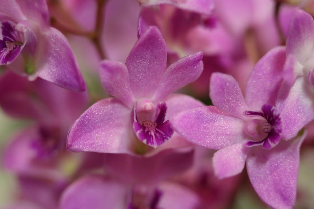 Dendrobium kingianum