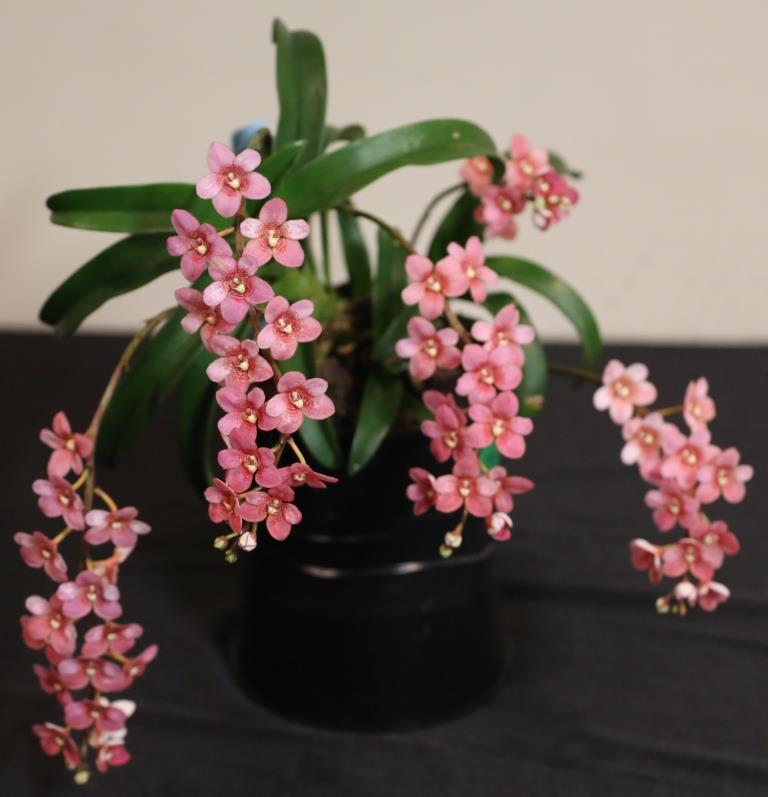Sarcochilus Kulnura Ruby - photo 2