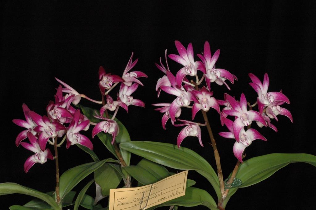 Dendrobium Touch of Class - photo 2