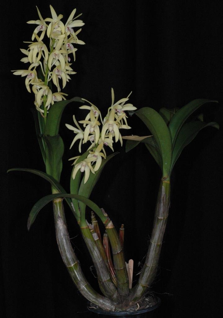 Dendrobium Eclipse - photo 2