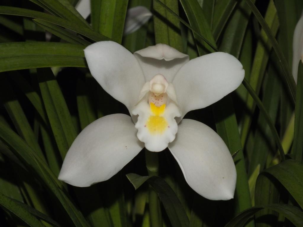 Cymbidium eburneum