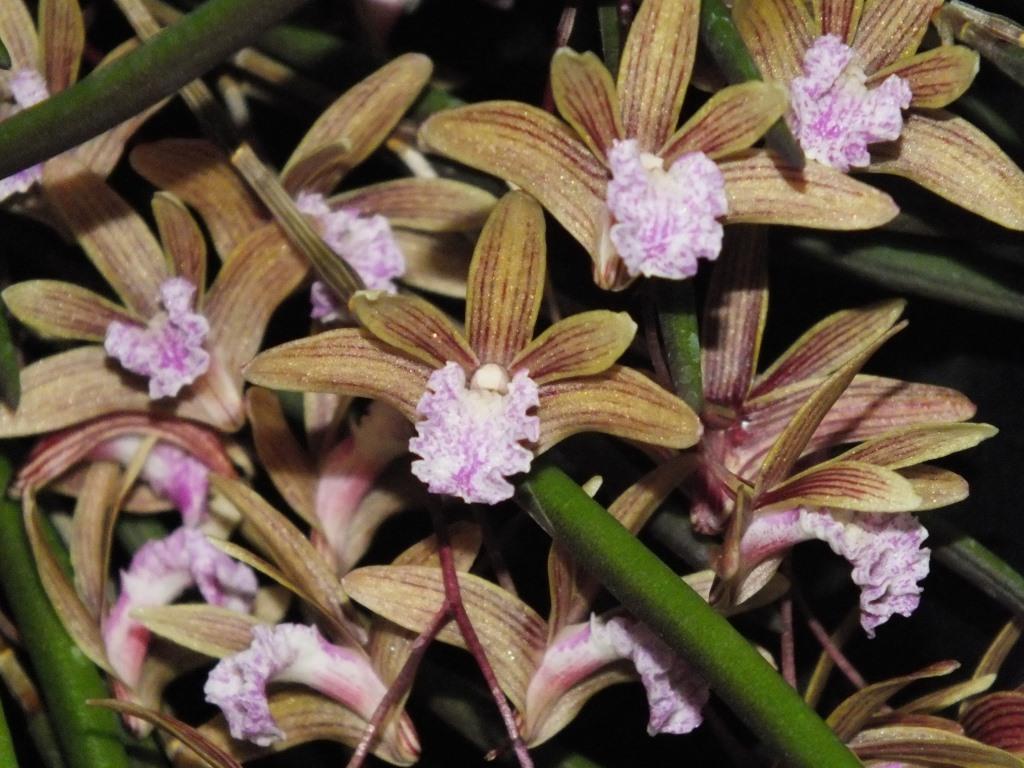 Dendrobium Oliver-Jack Freckles - AM/AOC