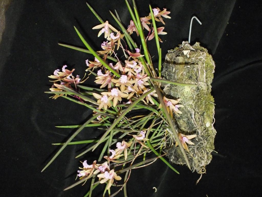 Dendrobium Oliver-Jack Freckles - photo 2