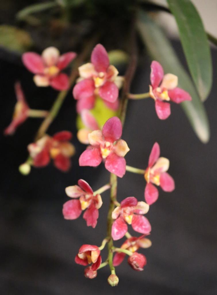 Sarcochilus Tinny - photo 2