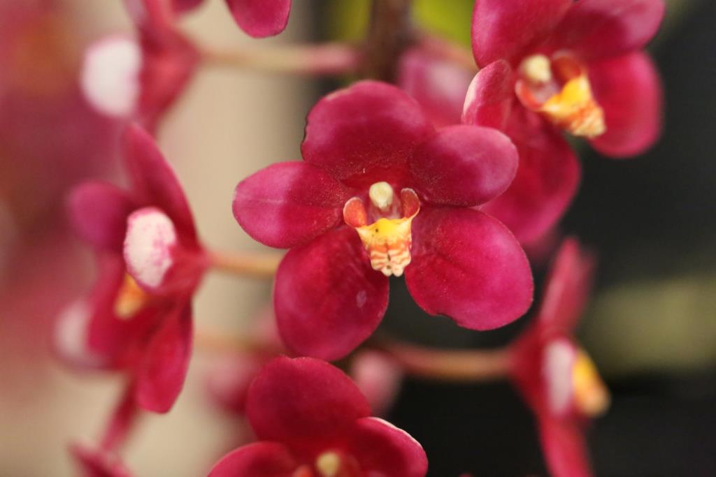 Sarcochilus Magic - AM/AOC